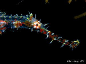 Transparent variant of juvenile ornate ghost pipefish (So... by Brian Mayes 